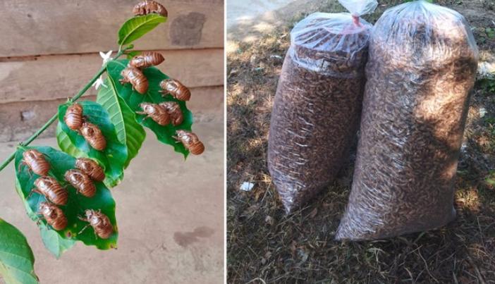 Thực hư xác ve sầu được thu mua giá tiền triệu-3