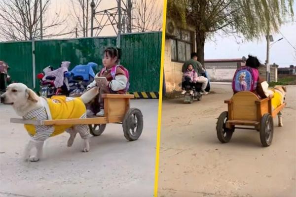 Chú chó thành idol mạng nhờ chinh phục 7 ngọn núi khó trèo ở Việt Nam-15