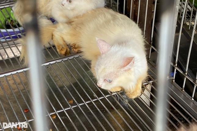 8 năm không dám bồng con đi dạo vì hàng xóm nuôi gần 100 con chó, mèo-3