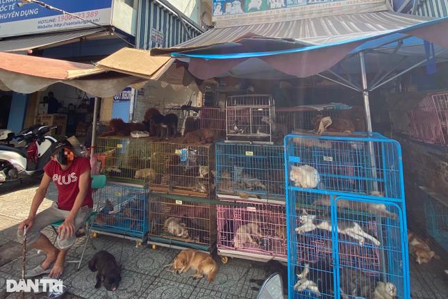 8 năm không dám bồng con đi dạo vì hàng xóm nuôi gần 100 con chó, mèo-4