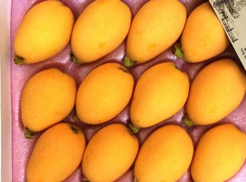 Loại quả dại mọc ven đường Nhật Bản, về Việt Nam thành của hiếm, vợ Quang Hải mua nửa triệu/kg-5