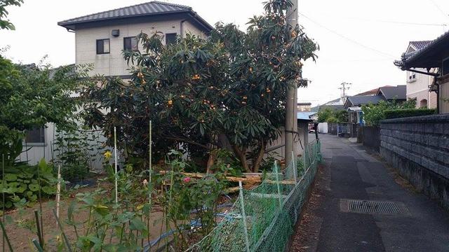 Loại quả dại mọc ven đường Nhật Bản, về Việt Nam thành của hiếm, vợ Quang Hải mua nửa triệu/kg-6