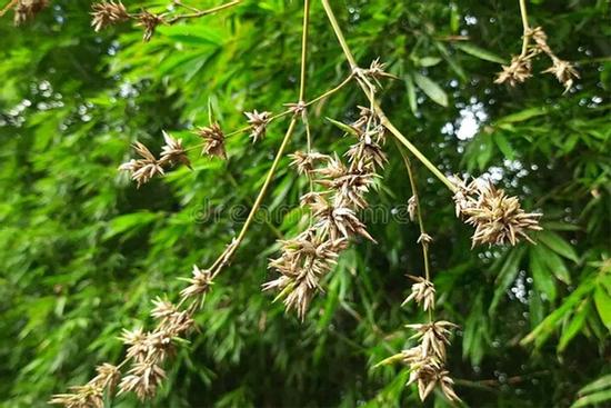 Tại sao người xưa nói 'tre trúc nở hoa là tai ương sắp tới'?