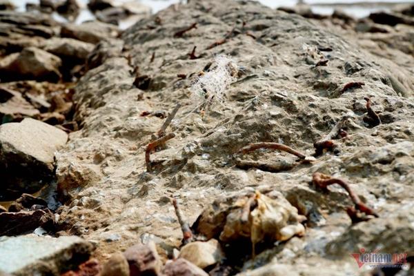 Thanh Hóa chỉ đạo xử lý bẫy chông sắt mọc khắp nơi trên bãi biển du lịch-2