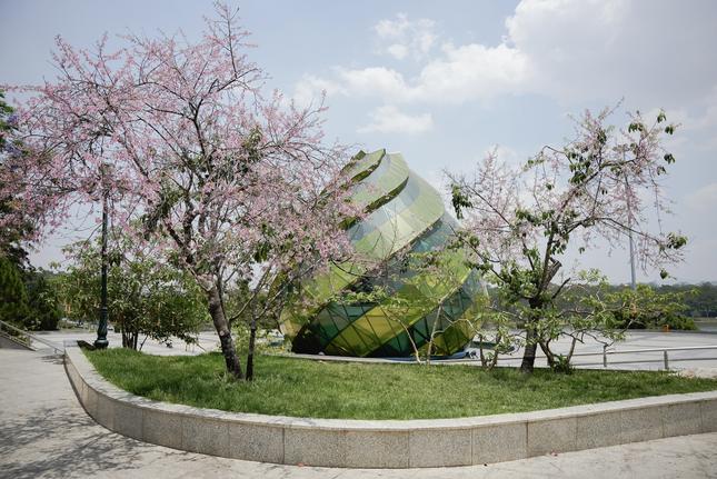 Kỳ lạ hoa mai anh đào rực rỡ nở trái mùa ở Đà Lạt-1