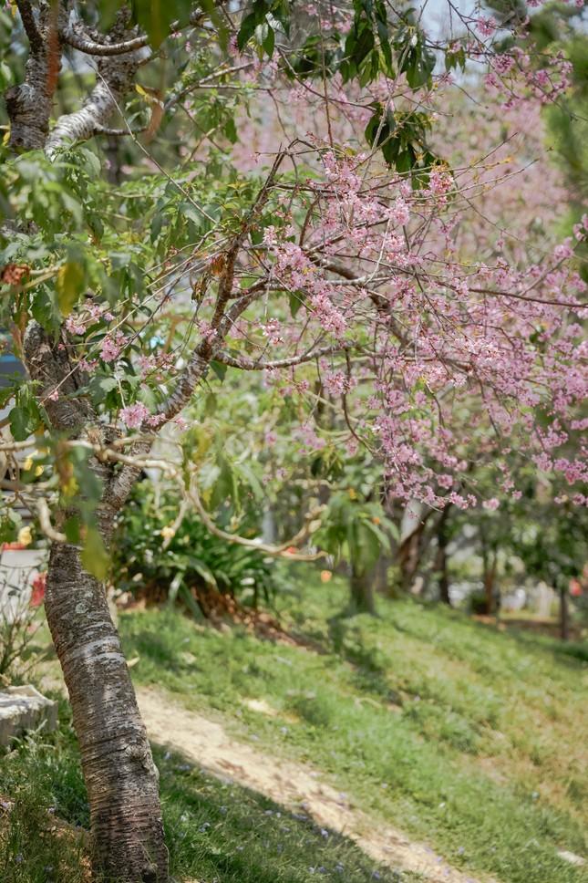 Kỳ lạ hoa mai anh đào rực rỡ nở trái mùa ở Đà Lạt-2