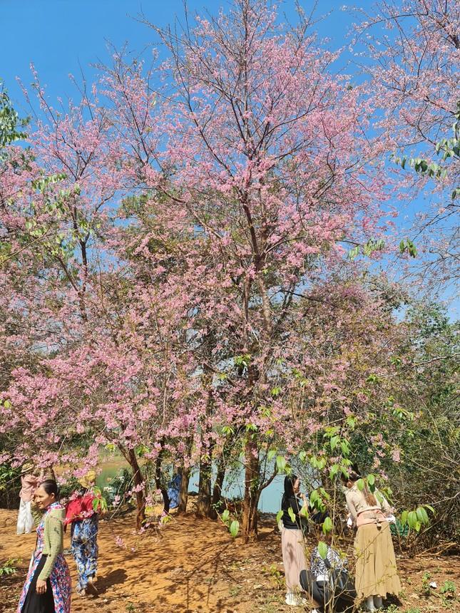 Kỳ lạ hoa mai anh đào rực rỡ nở trái mùa ở Đà Lạt-3