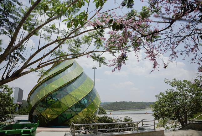 Kỳ lạ hoa mai anh đào rực rỡ nở trái mùa ở Đà Lạt-4