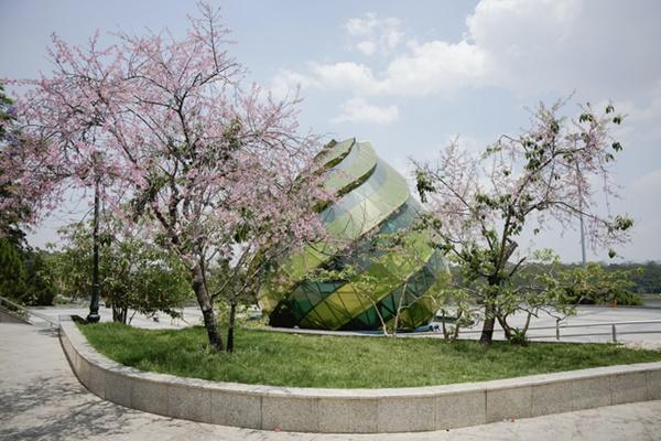 Lạ chưa từng có, mai anh đào bất ngờ nở rộ khắp Đà Lạt giữa nắng hè tháng 4-9