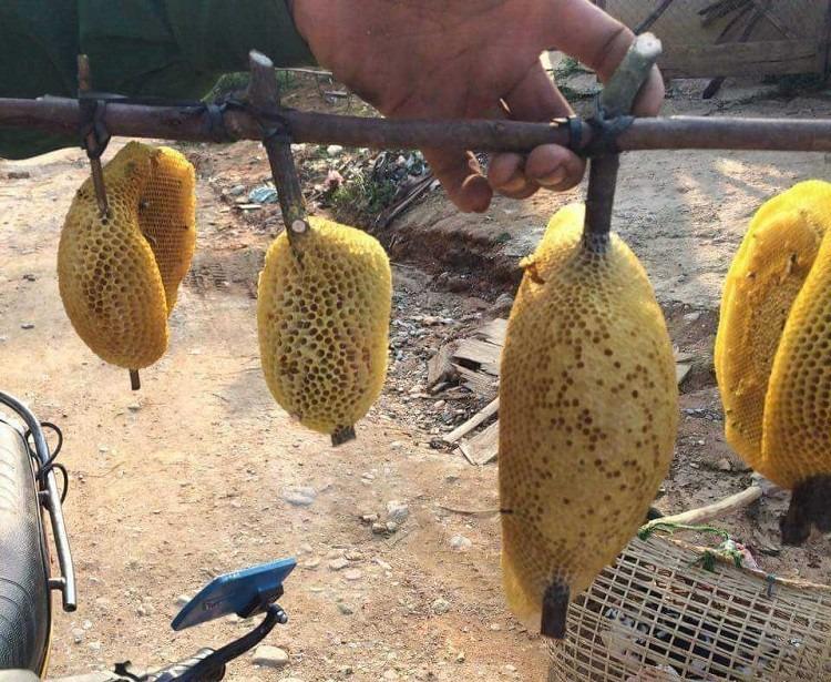 Loại ong tí hon làm tổ bằng nắm tay cho mật quý, giá cả triệu đồng/lít-1