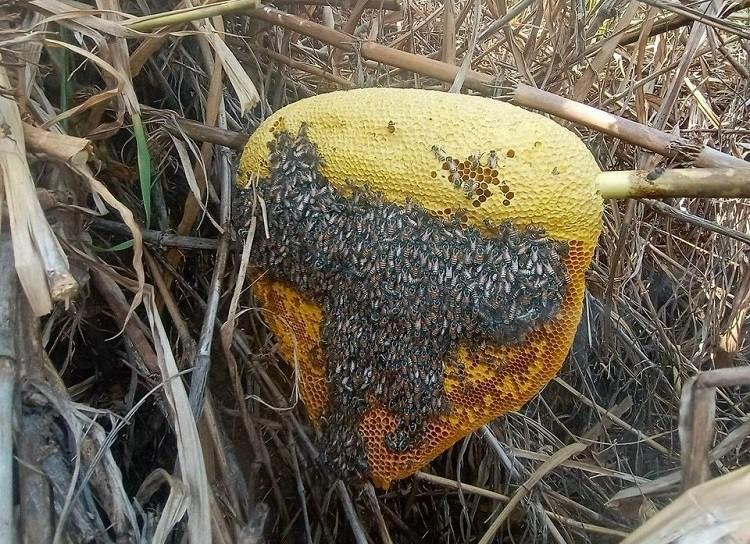 Loại ong tí hon làm tổ bằng nắm tay cho mật quý, giá cả triệu đồng/lít-6