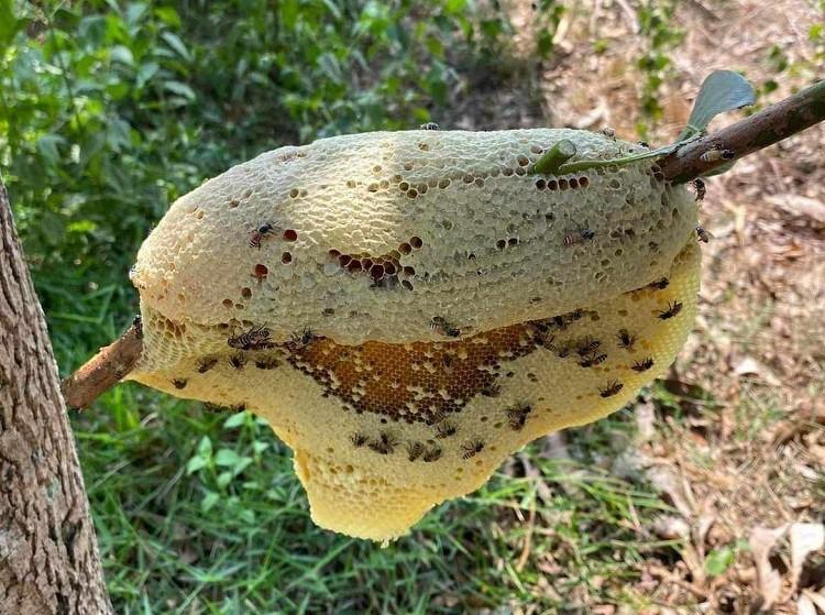 Loại ong tí hon làm tổ bằng nắm tay cho mật quý, giá cả triệu đồng/lít-7