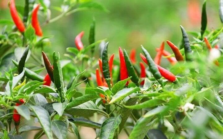 Loại lá giàu canxi, thanh nhiệt, mát gan, ở Việt Nam mọc đầy vườn-1