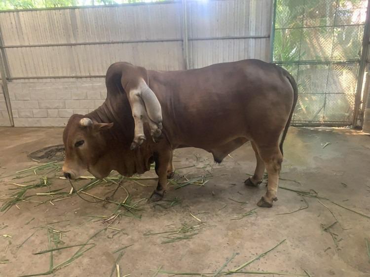 Con bò độc nhất vô nhị ở Thanh Hóa, được trả gần 6 tỷ đồng nhưng chủ nhân không bán-1