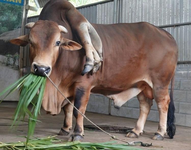 Con bò độc nhất vô nhị ở Thanh Hóa, được trả gần 6 tỷ đồng nhưng chủ nhân không bán-2