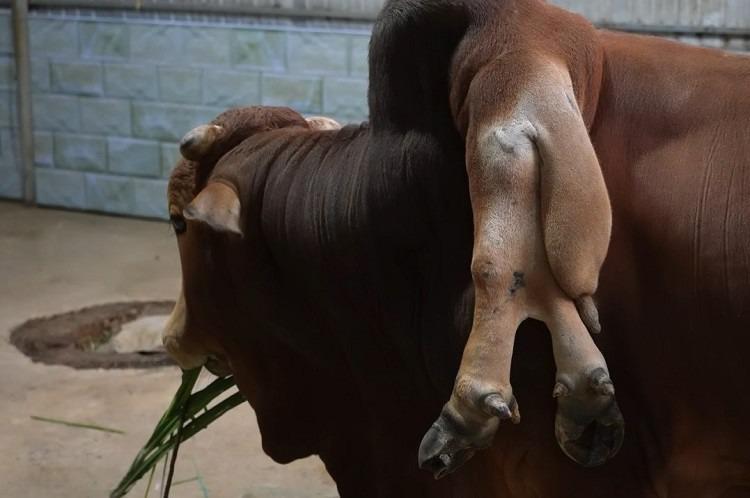 Con bò độc nhất vô nhị ở Thanh Hóa, được trả gần 6 tỷ đồng nhưng chủ nhân không bán-3