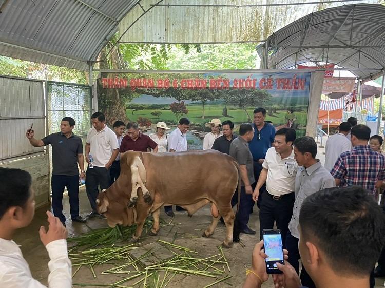 Con bò độc nhất vô nhị ở Thanh Hóa, được trả gần 6 tỷ đồng nhưng chủ nhân không bán-4