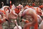 Sát hại 10 con hồng hạc vì cảm thấy bị 'nhìn đểu'