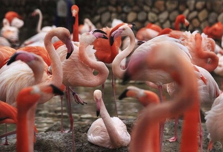 Sát hại 10 con hồng hạc vì cảm thấy bị nhìn đểu-1