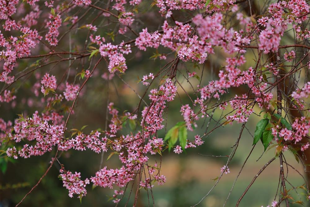 Lạ chưa từng có, mai anh đào bất ngờ nở rộ khắp Đà Lạt giữa nắng hè tháng 4-2