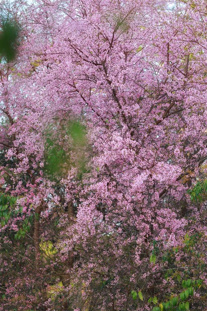 Lạ chưa từng có, mai anh đào bất ngờ nở rộ khắp Đà Lạt giữa nắng hè tháng 4-4