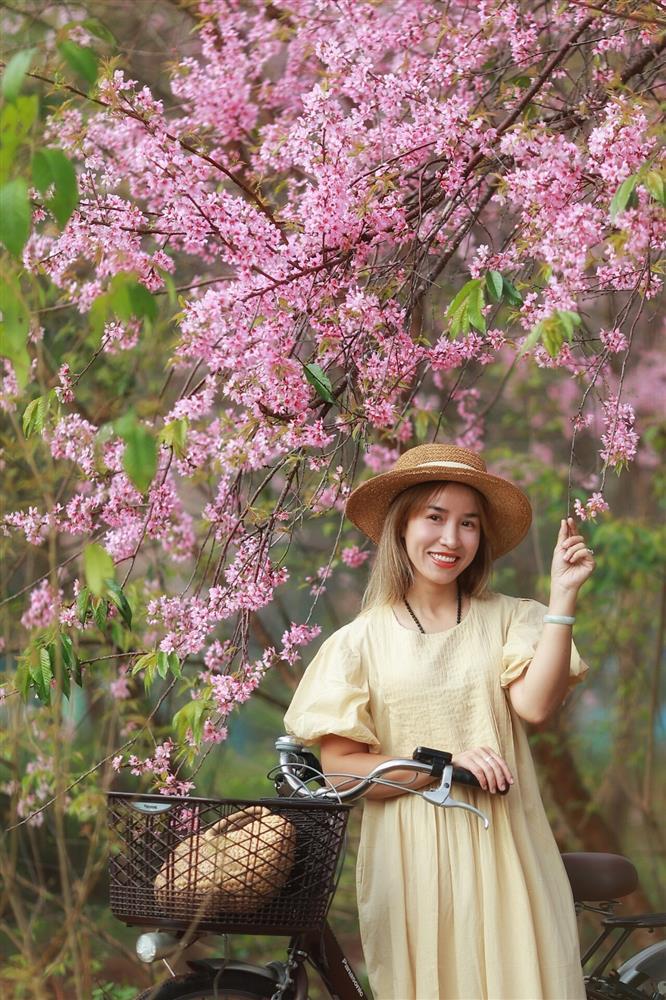 Lạ chưa từng có, mai anh đào bất ngờ nở rộ khắp Đà Lạt giữa nắng hè tháng 4-5
