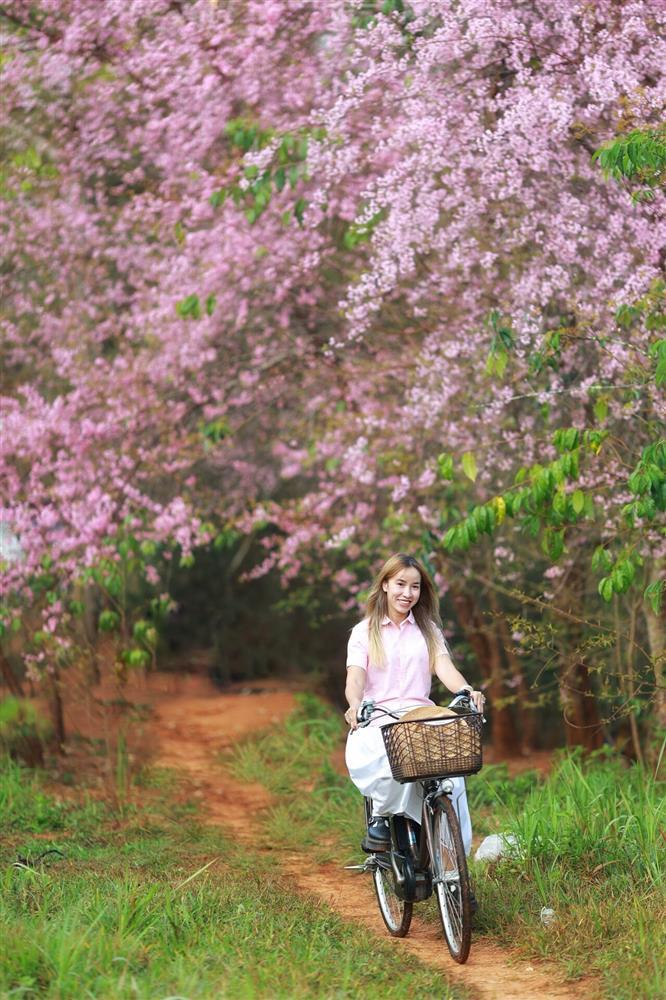 Lạ chưa từng có, mai anh đào bất ngờ nở rộ khắp Đà Lạt giữa nắng hè tháng 4-6