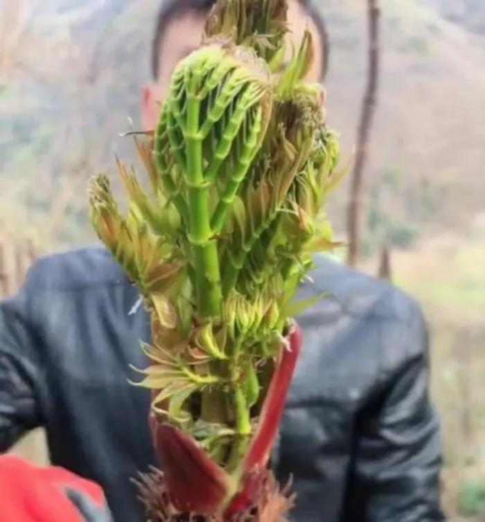 Rau dại Việt Nam quý như vàng ở xứ người, phải liều mới hái được-1