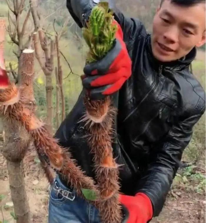 Rau dại Việt Nam quý như vàng ở xứ người, phải liều mới hái được-2