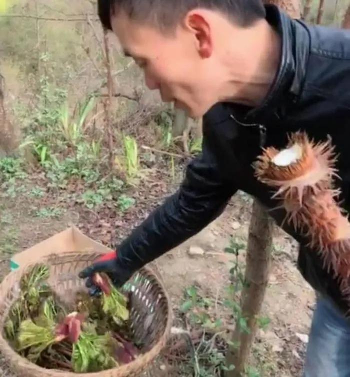 Rau dại Việt Nam quý như vàng ở xứ người, phải liều mới hái được-3