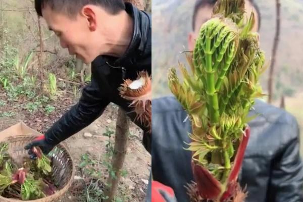 1 kg lá giá gần triệu bạc, thời xưa chỉ để tiến vua, vì sao giờ cực ít người trồng?-4