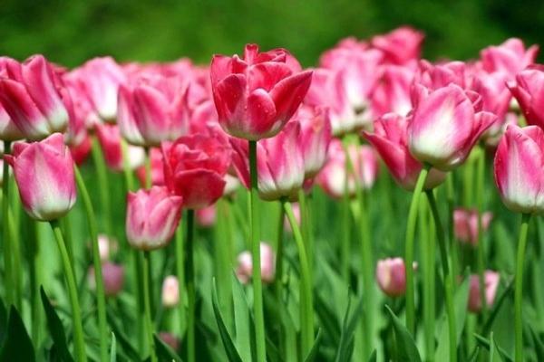 Đúng thứ Tư 24/4/2024, 3 con giáp cục diện Tương Xung, sự nghiệp chật vật, vận khí không tốt-2