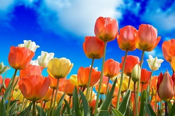 Đúng thứ Tư 24/4/2024, 3 con giáp cục diện Tương Xung, sự nghiệp chật vật, vận khí không tốt-3