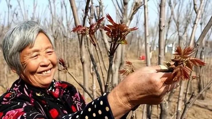 1 kg lá giá gần triệu bạc, thời xưa chỉ để tiến vua, vì sao giờ cực ít người trồng?-1