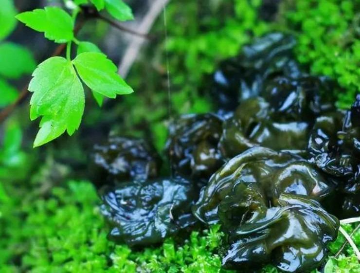 Lộc trời nhầy nhụa chỉ mùa mưa mới có, giá hơn nửa triệu/kg-1