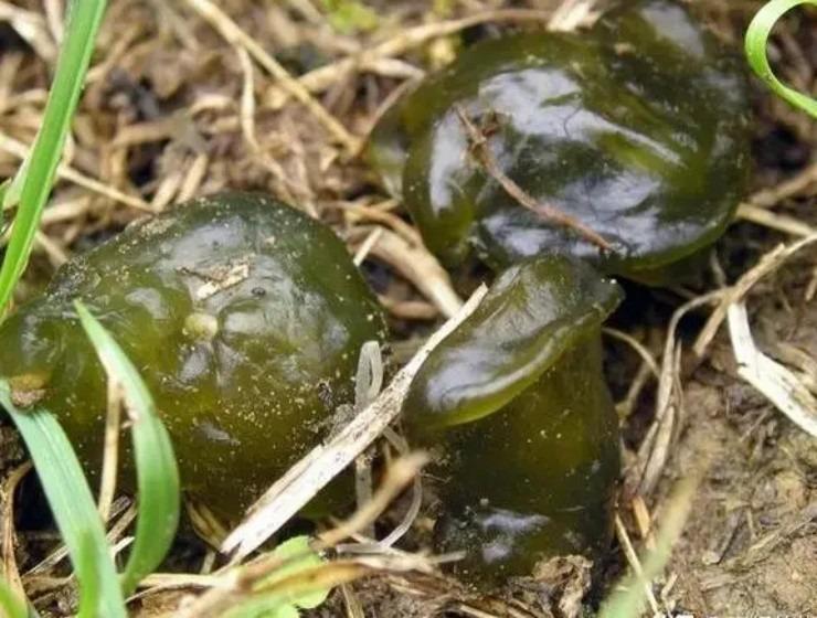 Lộc trời nhầy nhụa chỉ mùa mưa mới có, giá hơn nửa triệu/kg-2