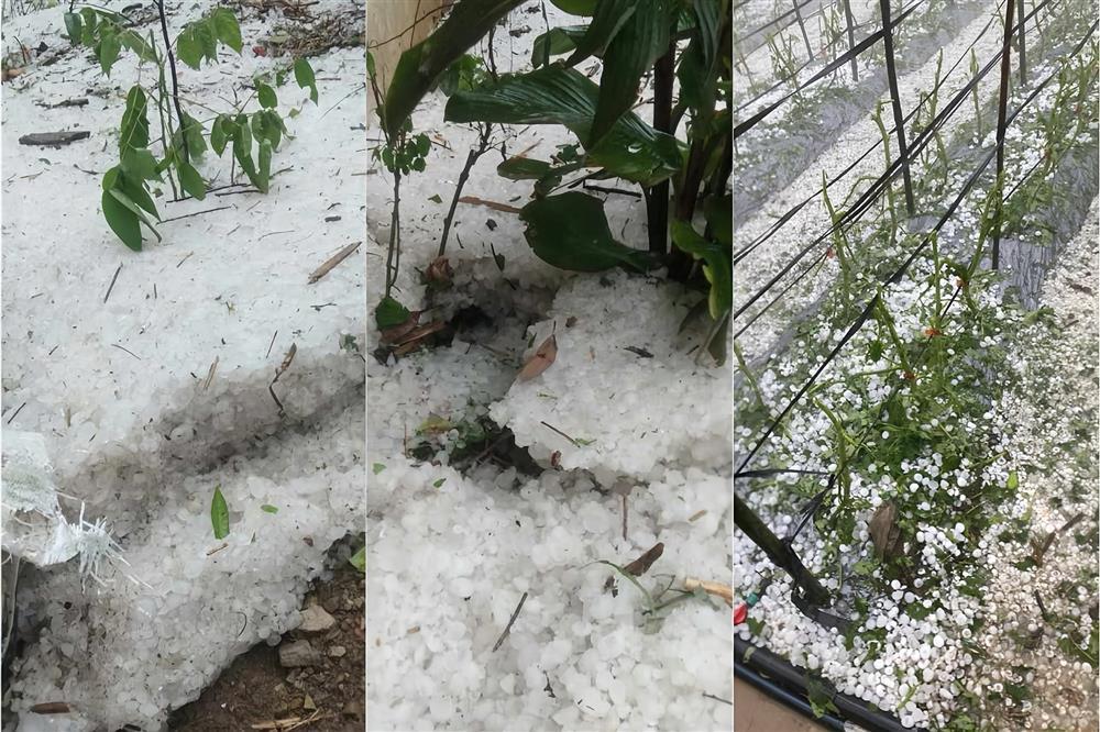 Mưa đá xối xả ở Sơn La, cả ngọn đồi trắng xóa-1