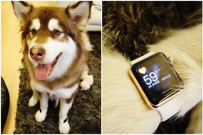 Thú chơi khó ai bì của cậu ấm cô chiêu: Khoe tài khoản khủng, thú cưng xài đồ hiệu-4