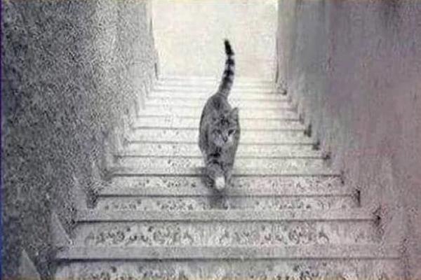 Bức ảnh gây tranh cãi: Con mèo đang đi lên hay xuống?-1