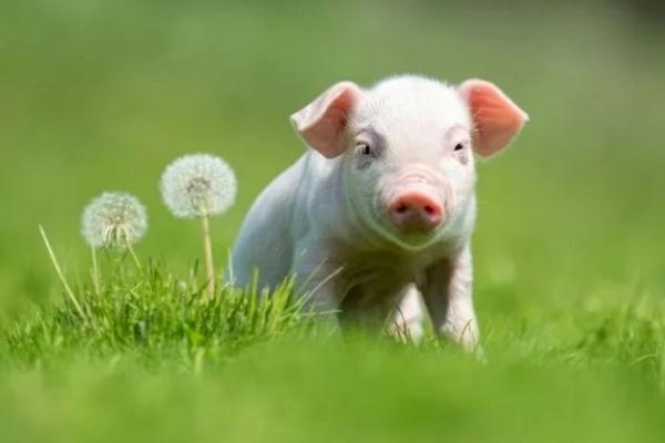 Top 3 con giáp tay cầm tiền tỷ trong hôm nay, may mắn liên tục đến hết tháng-2