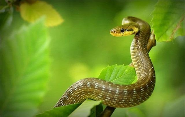 Từ giờ đến hết năm 2024, 5 con giáp này sẽ đón 2 tin vui bất ngờ-5