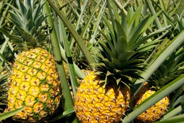 Tác hại của nước ép dưa hấu khi uống quá nhiều-2