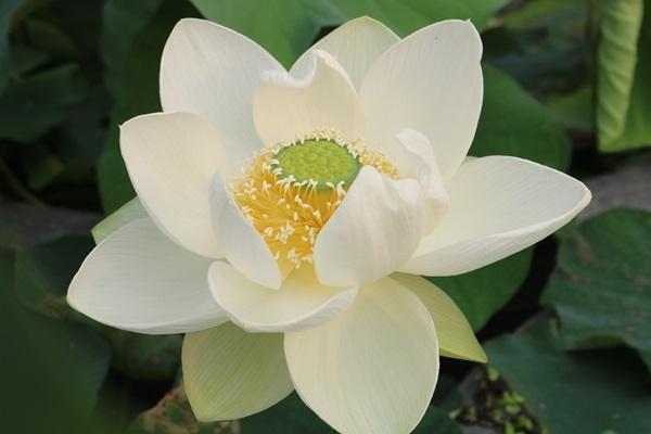 Vào ngày mai (27/3 âm lịch), 3 con giáp lật ngược tình thế, đổi số giàu sang, vận may bùng nổ-4