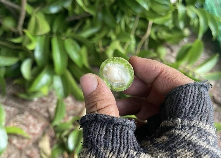 Giật mình giá sấu non đầu mùa, chị em rút ví mua cả cân về chế biến-2