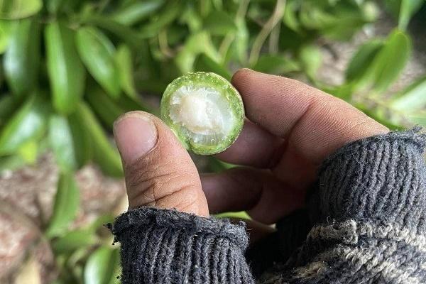 Giá sấu non đầu mùa đắt ngang thịt lợn, giá cà phê lao dốc-2