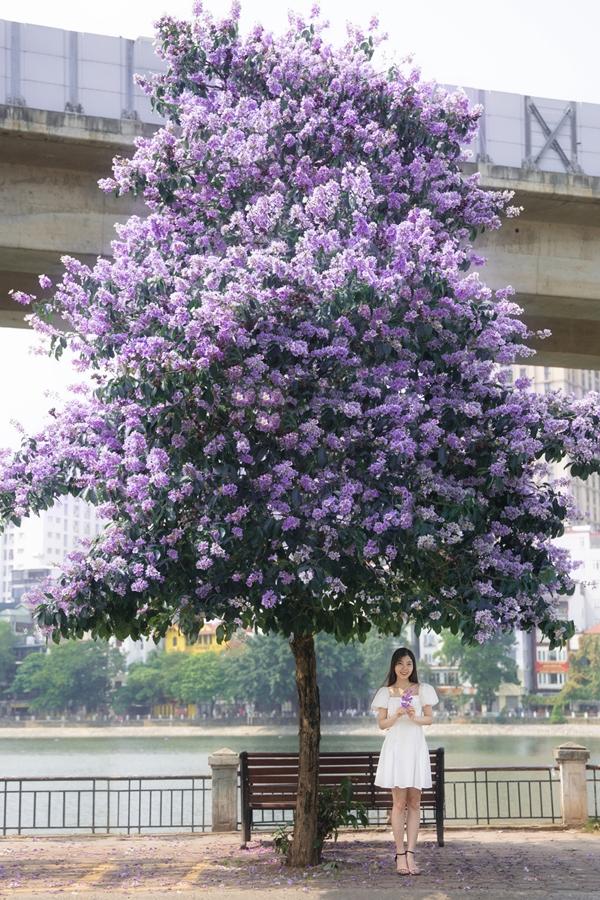 Cây bằng lăng trên phố Hà Nội bỗng dưng nổi tiếng, khách ùn ùn tới check-in-3