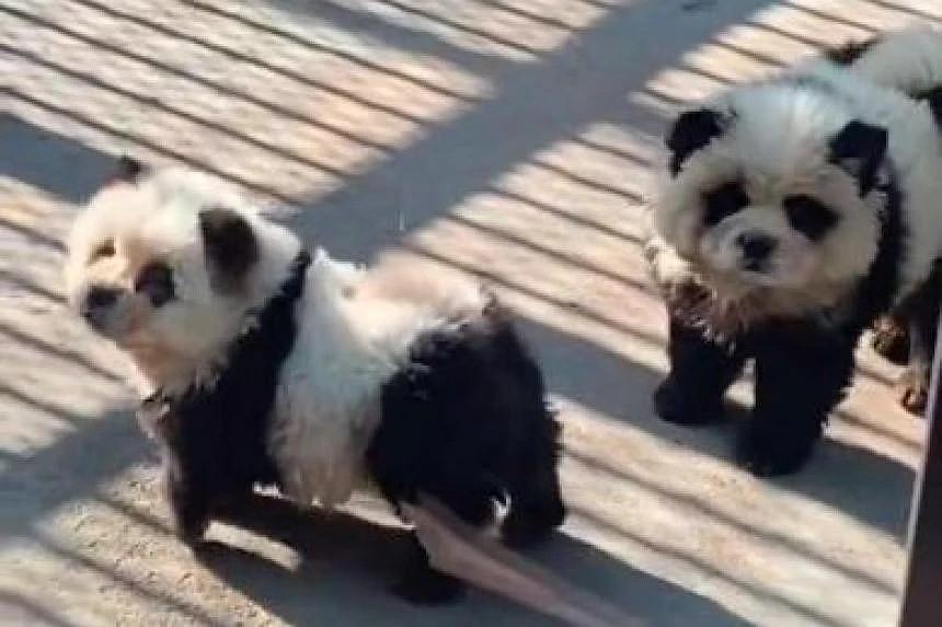 Vườn thú Trung Quốc dùng chó giả gấu trúc câu khách gây phẫn nộ-1