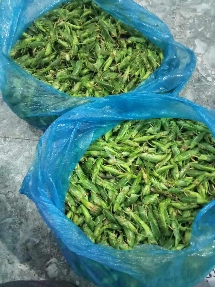 Loại côn trùng bay đầy đồng lúa có giá bán cao bất ngờ-2