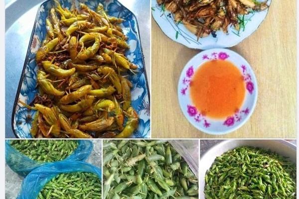 Ăn loại côn trùng được đồn thổi tăng cường sinh lý, người đàn ông đái ra máu, suy thận cấp-2