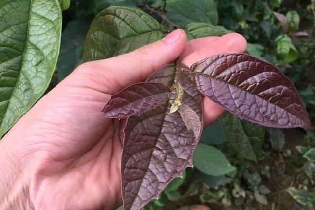 Loại nước là thần dược hạ đường huyết, dưỡng gan hiệu quả-2